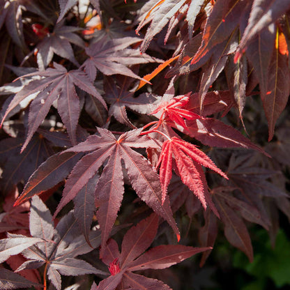 Acer palmatum Collection