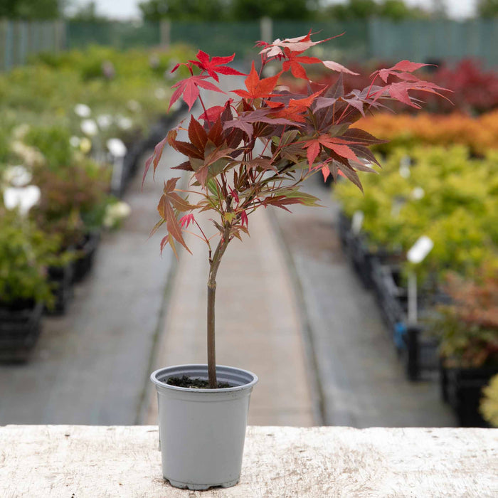 Acer palmatum Collection