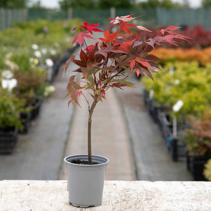 Acer palmatum Collection