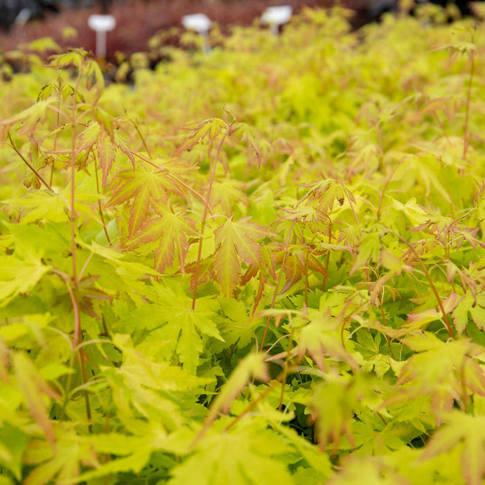 Acer palmatum Collection
