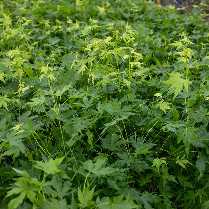 Acer palmatum Collection