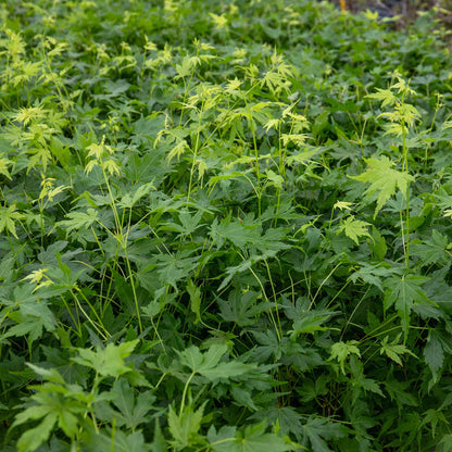 Acer palmatum Collection