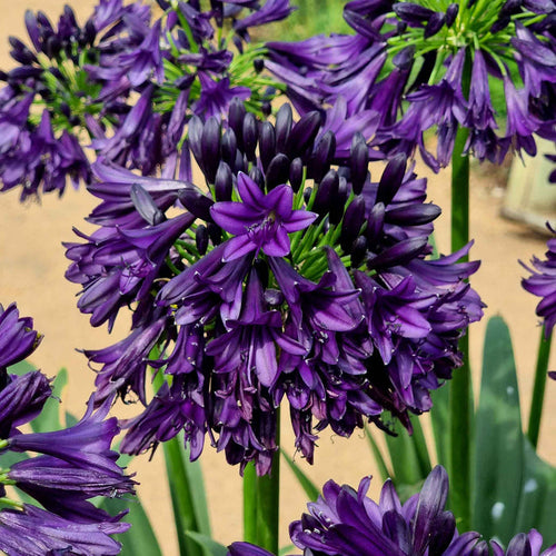 Agapanthus 'Blackjack'