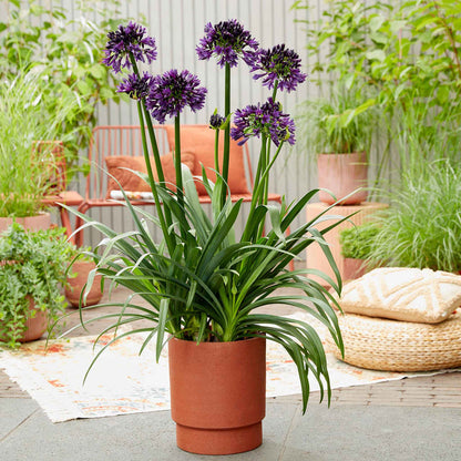 Agapanthus 'Blackjack'