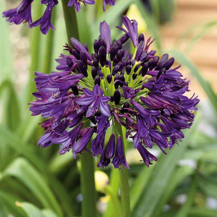 Agapanthus 'Blackjack'