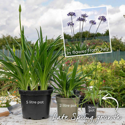 Agapanthus 'Blackjack'