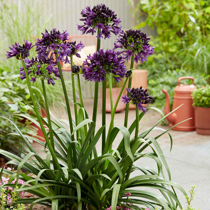 Agapanthus 'Blackjack'