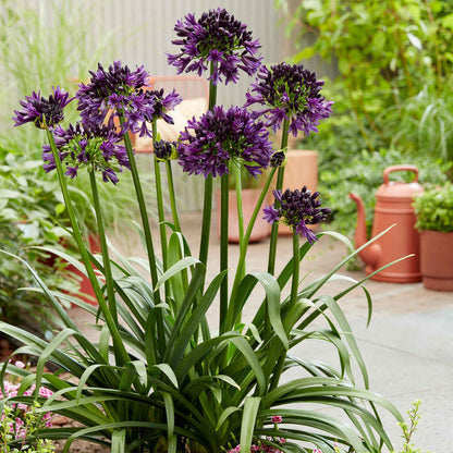 Agapanthus 'Blackjack'