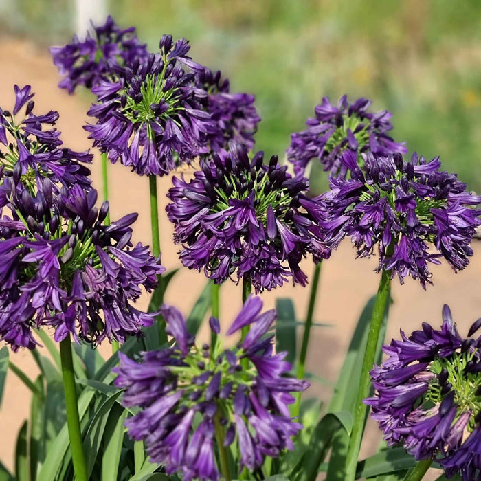 Agapanthus 'Blackjack'