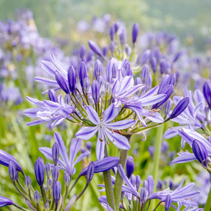 Agapanthus 'Charlotte'