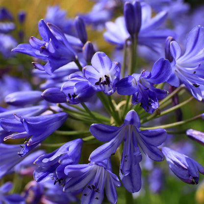 Agapanthus 'Sea Storm'