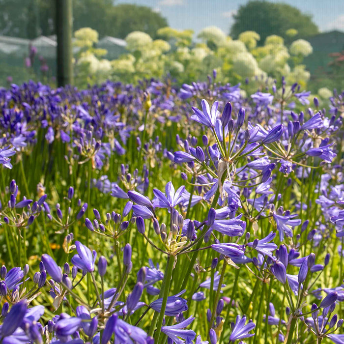Agapanthus 'Sea Storm'