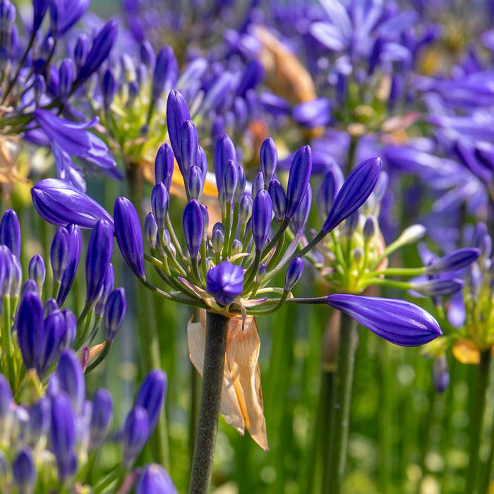 Agapanthus 'Sea Storm'