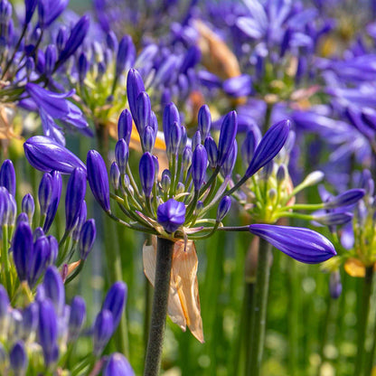 Agapanthus 'Sea Storm'