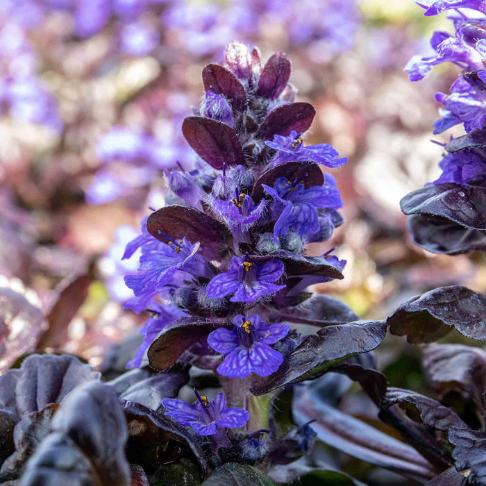 Ajuga 'Reptans Black Scallop'