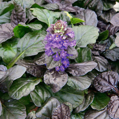 Ajuga 'Reptans Black Scallop'