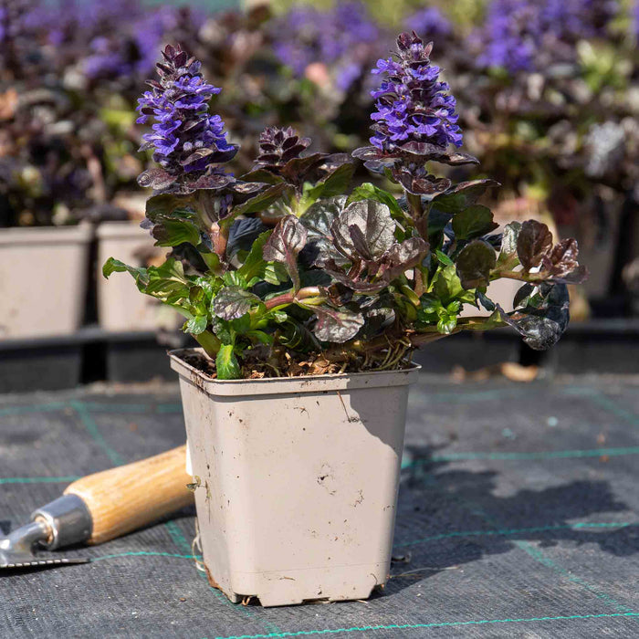 Ajuga 'Reptans Black Scallop'