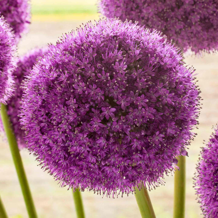 Close-up of a large purple allium flower with a blurred background.