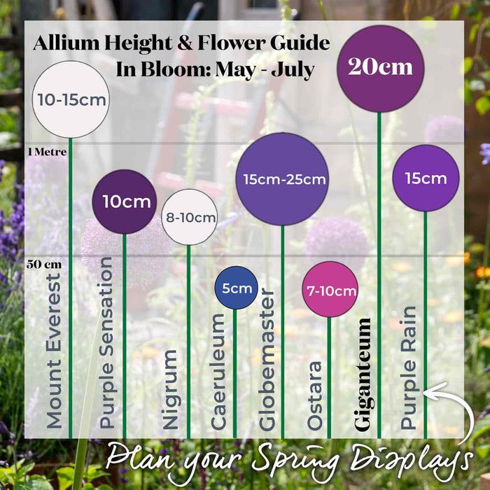 Allium height and flower guide with measurements and names of different allium varieties, highlighting Giganteum.
