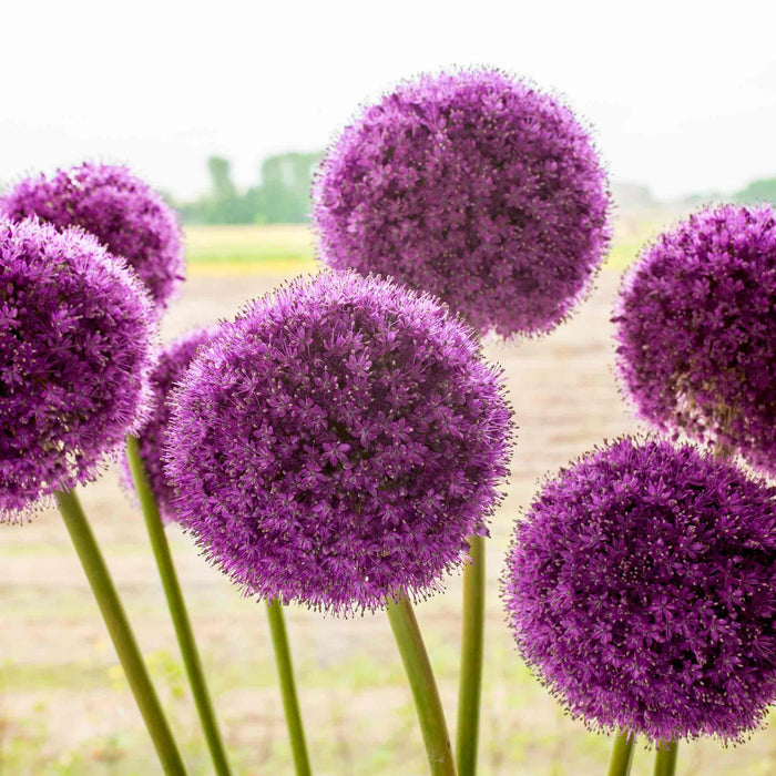 Close-up of giant purple allium flowers with a blurred natural background.
