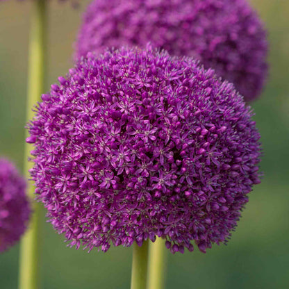 Close-up of a very large purple allium flower with a blurred green background.
