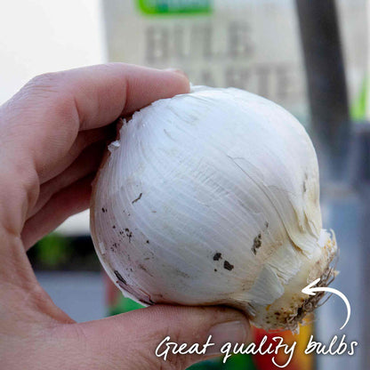 Hand holding a giant allium bulb with text 'Great quality bulbs' in an outdoor setting.