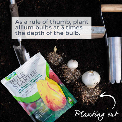 Allium bulbs laid on soil to show planting depths and bulb starter package with bulb planting gardening tools. As a rule of thumb plant allium bulbs at 3 times the depth of the bulb.
