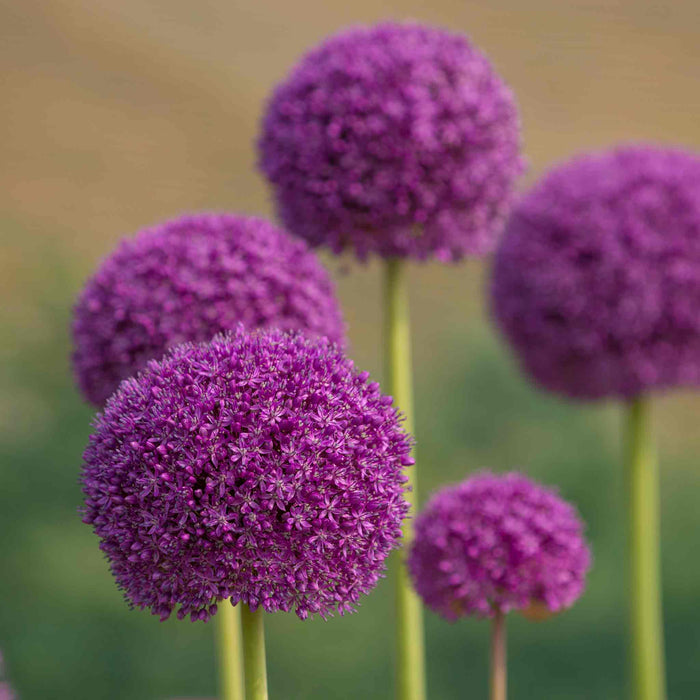 Close-up of large purple Alliums growing with a blurred green background.