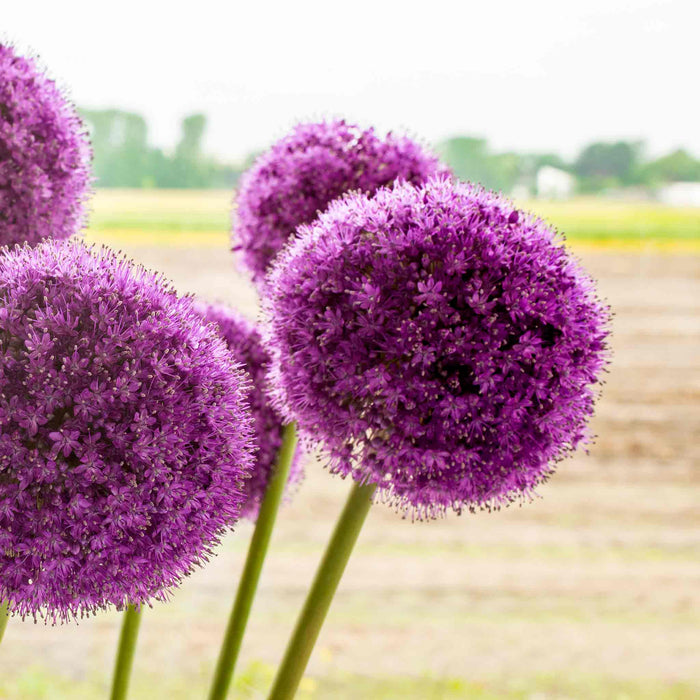 Close-up of tall purple allium flowers with a blurred natural sunny background.