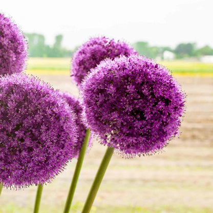 Close-up of tall purple allium flowers with a blurred natural sunny background.