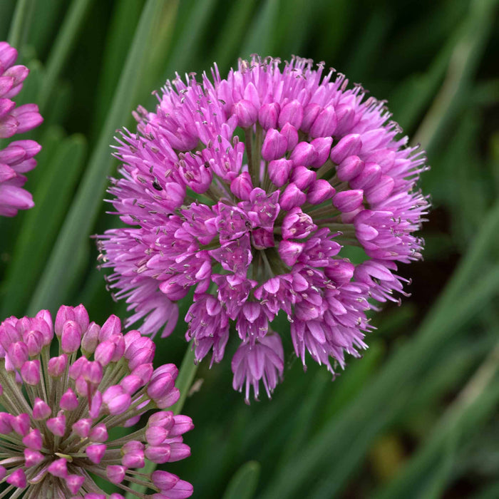 Allium 'Serendipity'