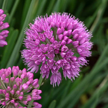 Allium 'Serendipity'