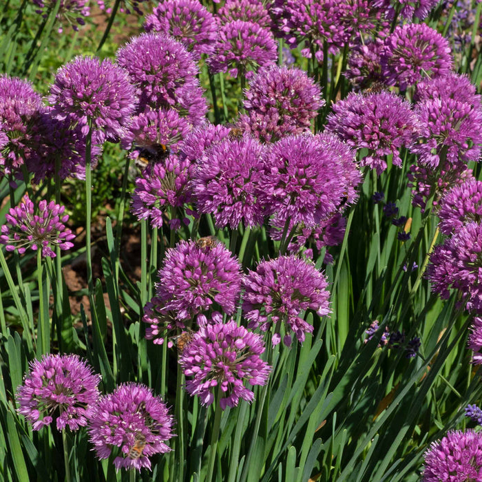 Allium 'Serendipity'