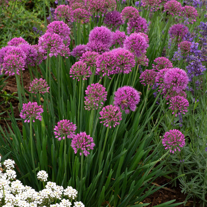 Allium 'Serendipity'