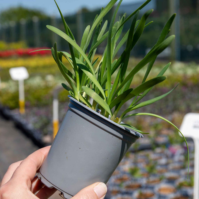 Allium 'Serendipity'