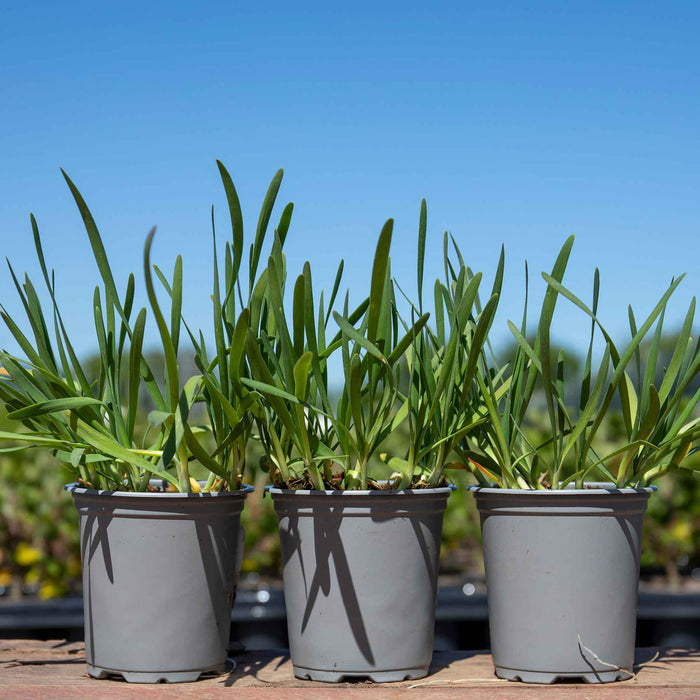 Allium 'Serendipity'