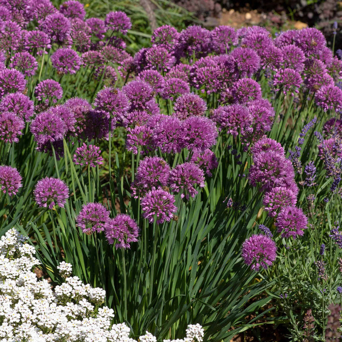 Allium 'Serendipity'