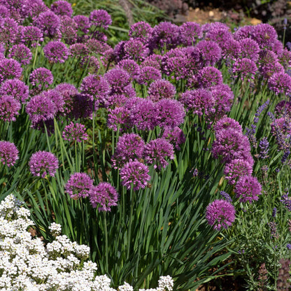 Allium 'Serendipity'