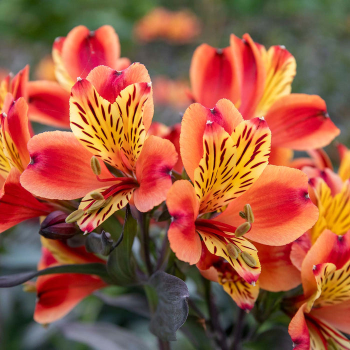 Alstroemeria Plant 'Indian Summer' - 1 x 5 Litre Plant