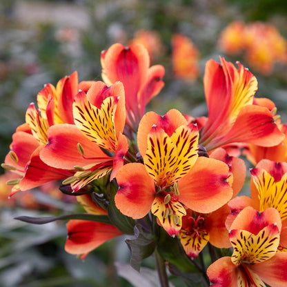 Alstroemeria Plant 'Indian Summer' - 1 x 5 Litre Plant