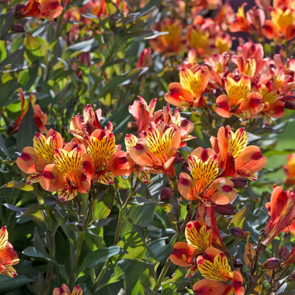 Alstroemeria Plant 'Indian Summer' - 6 x Garden Ready Plants