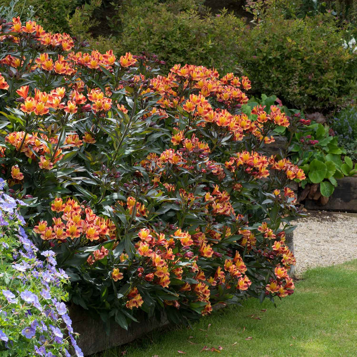 Alstroemeria 'Indian Summer'