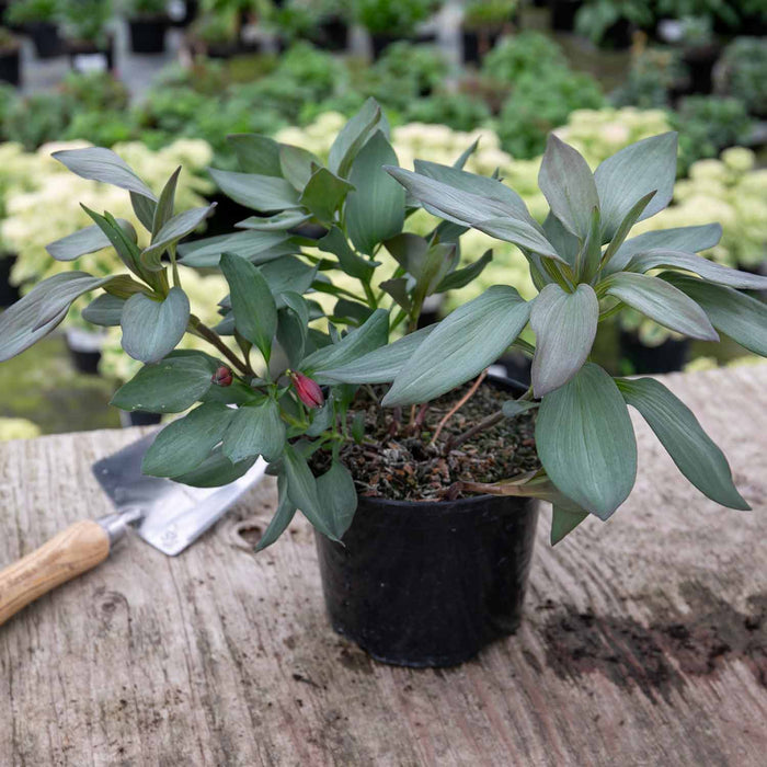 Alstroemeria Plant 'Indian Summer' - 1 x 2 Litre Potted Plant
