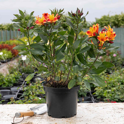 Alstroemeria 'Indian Summer'