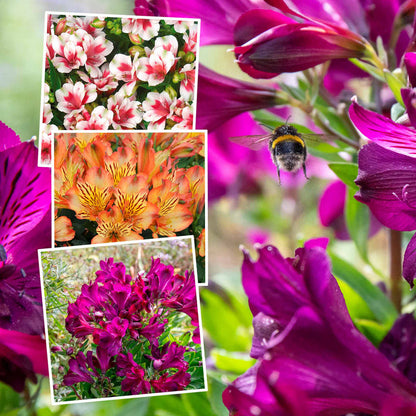 Collage of flowers with a bee on a vibrant purple flower