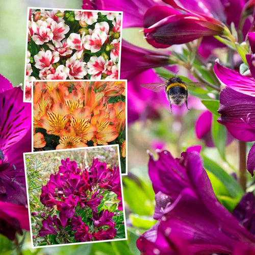 Collage of flowers with a bee on a vibrant purple flower