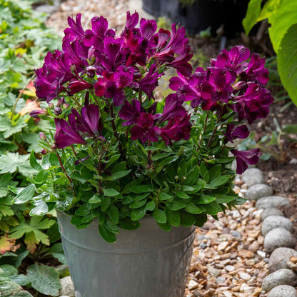 Alstroemeria Inticancha Collection