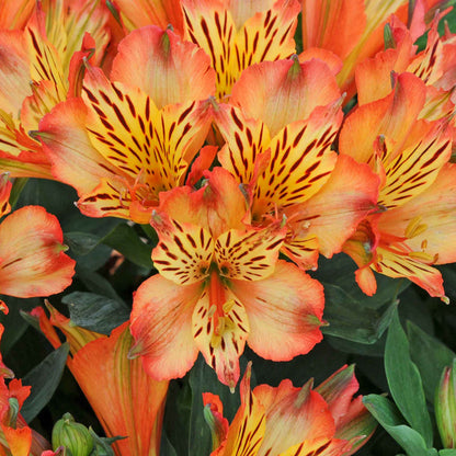 Close-up of vibrant orange and yellow flowers with green leaves.