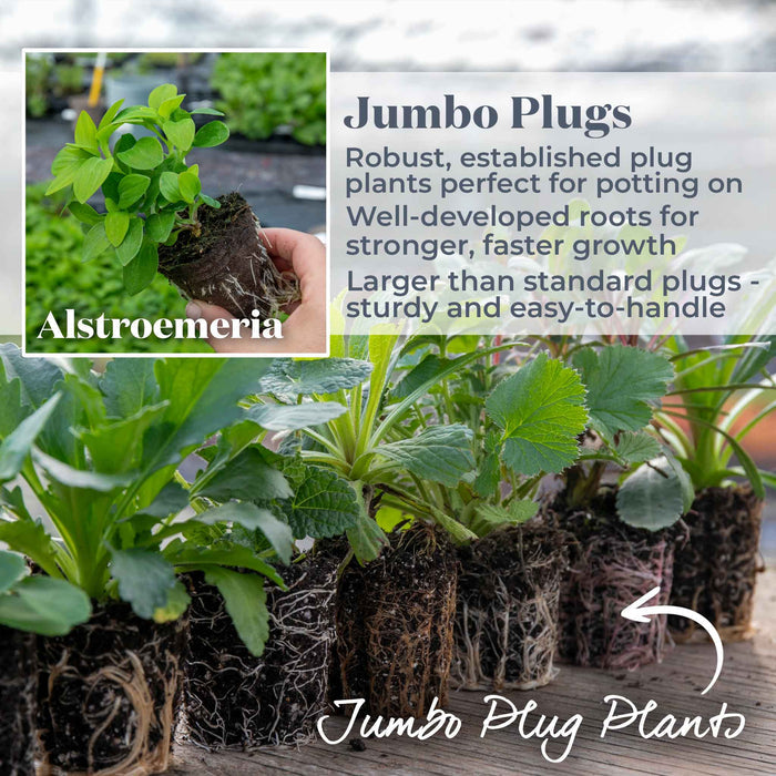 Alstroemeria Inticancha Collection