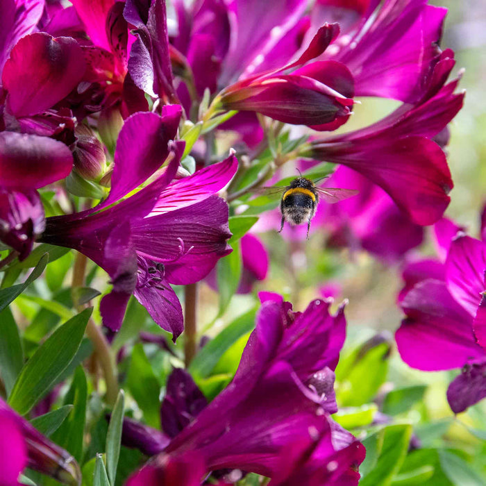 A close-up image of deep purple Alstroemeria 'Inticancha Paraiso' flowers with a bee pollinating on one of the flowers.